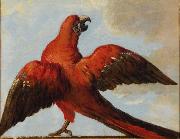 Jean Baptiste Oudry, Parrot with Open Wings